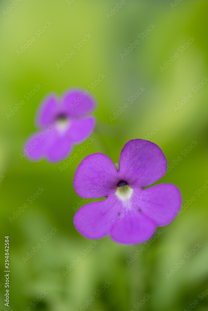 食虫植物のムシトリスミレ 食虫植物のムシトリスミレ