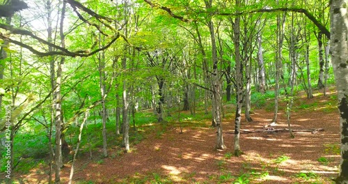 Aerial motion view of beautiful maple trees on a sunny day