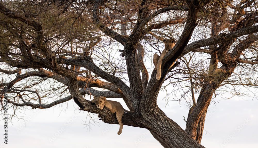 Lions cubs resting on tree branches Lions cubs resting on tree branches