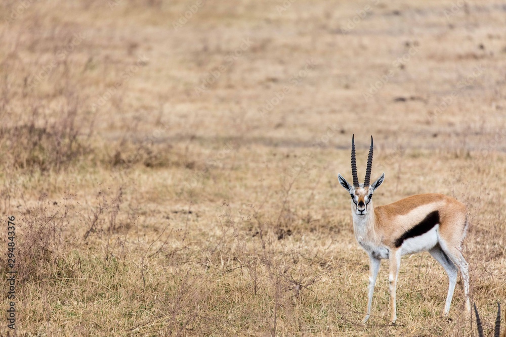 A Thomson's gazelle standing in the grass plain A Thomson's gazelle standing in the grass plain