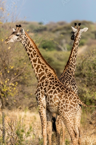 Two giraffes in morning light