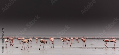 lesser flamingos in the morning