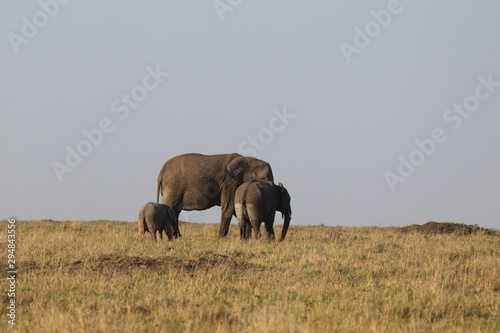 Photography Group of elephants in the african savannah.