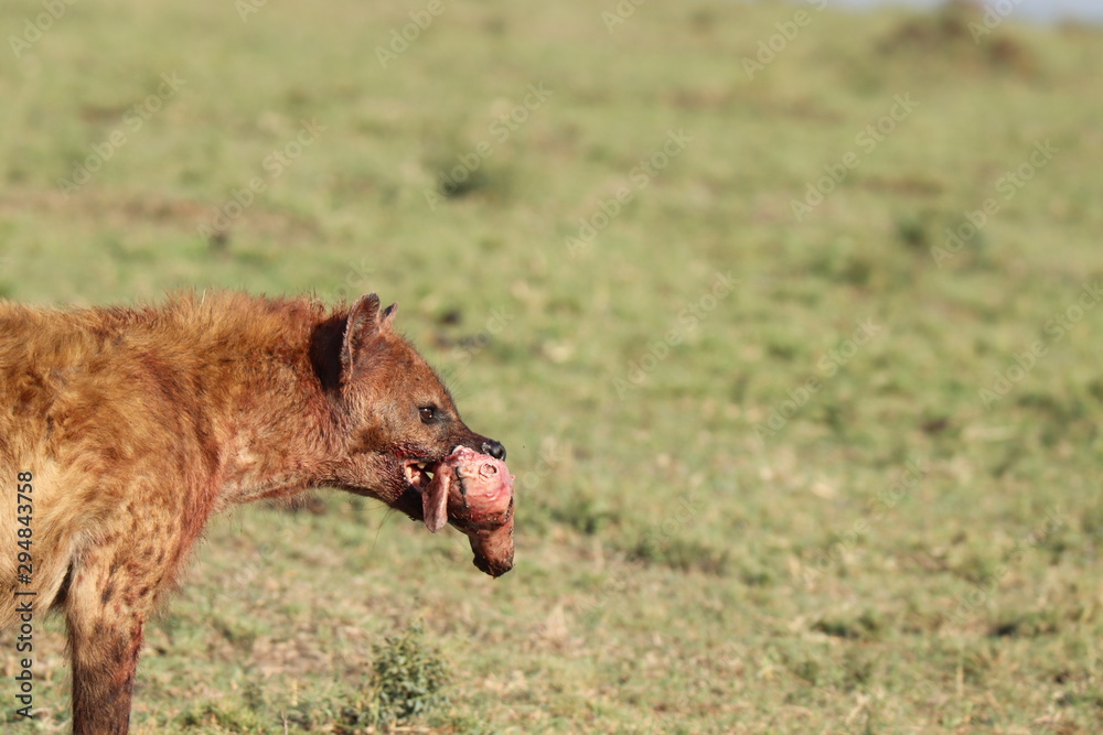 Fototapeta premium Spotted hyena carrying an unborn impala head in the african savannah.
