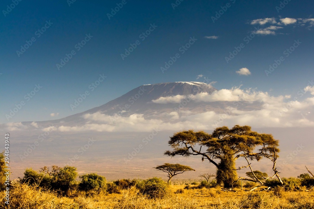 View of Mt Kilimanjaro in the afternoon - obrazy, fototapety, plakaty 