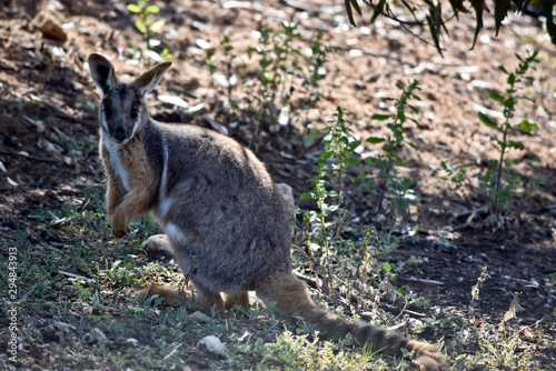the yellow footed rock wallaby is in the shadows