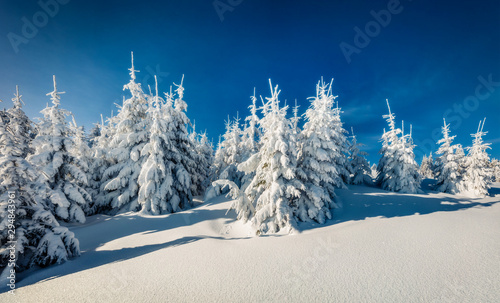 Exciting winter view of mountain forest with snow covered fir trees, Carpathians, Ukraine, Europe. Bright outdoor scene, Happy New Year celebration concept.
