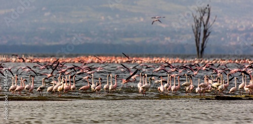 A flock of flamingos at Lake Nakuru