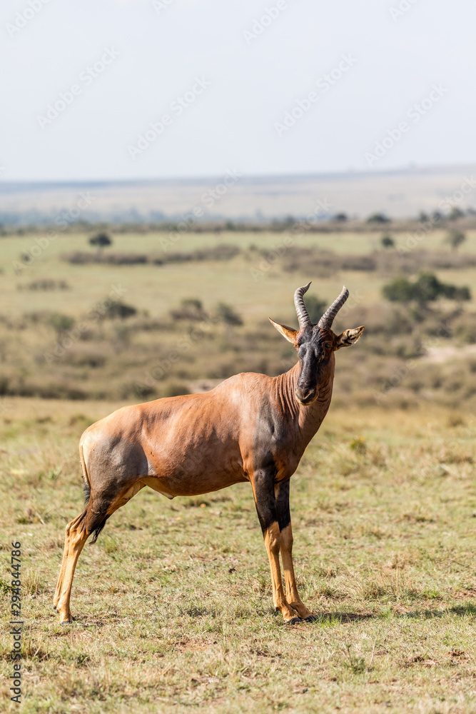 A topi standing in the grass plain of Masai Mara A topi standing in the grass plain of Masai Mara