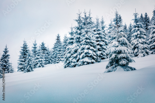 Cold winter morning in mountain forest with snow covered fir trees. Picturesque outdoor scene of Carpathian mountains. Beauty of nature concept background.