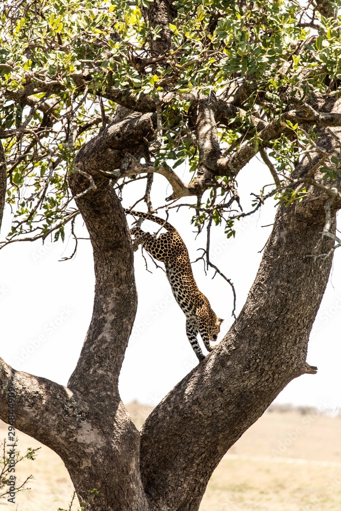 A female leopard on the tree