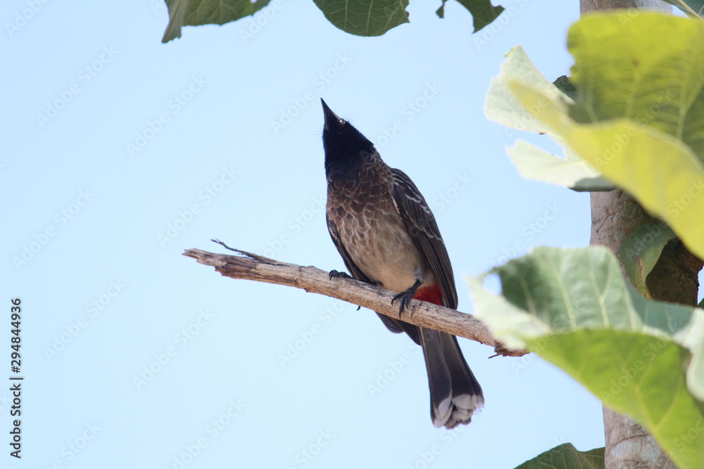 Red Vented Bulbul bird sitting on the tree Red Vented Bulbul bird sitting on the tree