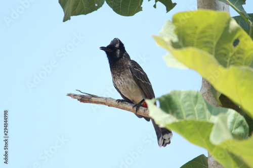 Red Vented Bulbul bird sitting on the tree photo