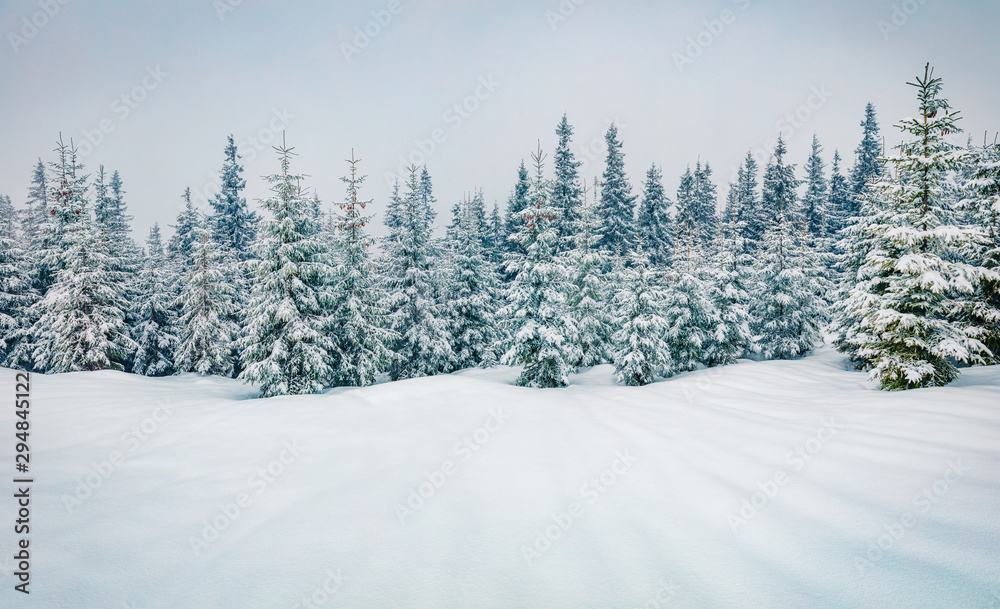 Fototapeta premium Cold winter morning in mountain foresty with snow covered fir trees. Retro srtyle outdoor scene of Carpathian mountains. Beauty of nature concept background.