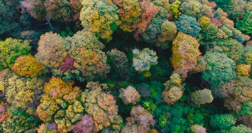 Aerial motion view of multi color forest in autumn. Camera slowly starts looking up in the sky
