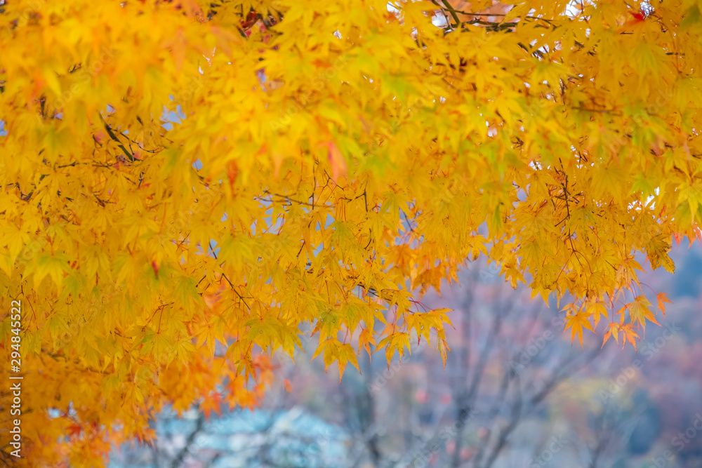 Maple leaves orange and red In summer the leaves change color at Nikko in Japan