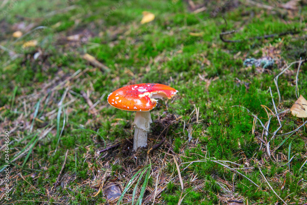 Bitten Amanita muscaria (Fly agaric mushroom) in forest of Adrspach Teplice Rocks (nature reserve in Broumov Highlands region of Czech Republic) Bitten Amanita muscaria (Fly agaric mushroom) in forest of Adrspach Teplice Rocks (nature reserve in Broumov Highlands region of Czech Republic)
