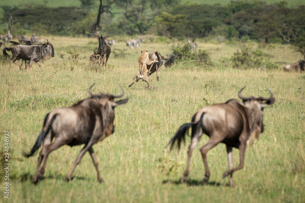 Fototapeta premium Cheetah takes down blue wildebeest among herd