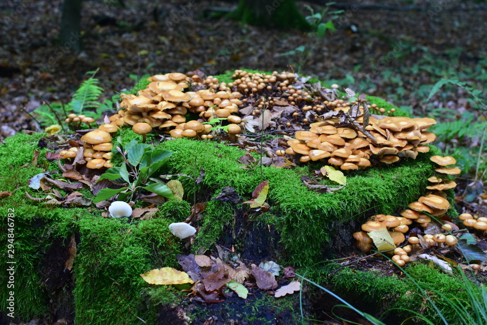 Obraz premium Pilze auf Baumstumpf