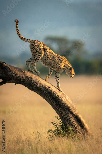 Cheetah walks down leaning tree in savannah photo