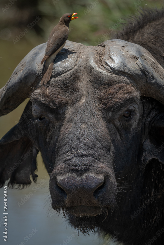 Close-up of Cape buffalo and yellow-billed oxpecker Close-up of Cape buffalo and yellow-billed oxpecker