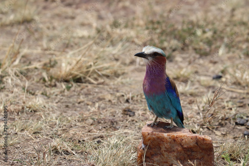 Lilac-breasted roller on a rock in the african savannah.
