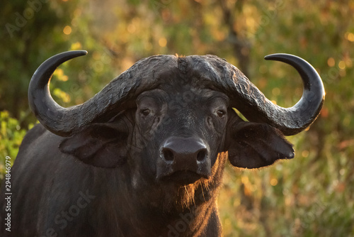 Close-up of Cape buffalo in golden light