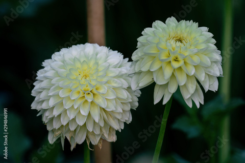 Detailed close up of a beautiful white ball Citrin dahlia flower