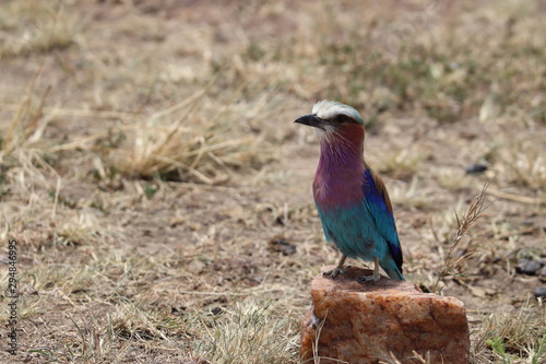 Lilac-breasted roller on a rock in the african savannah. © Marie
