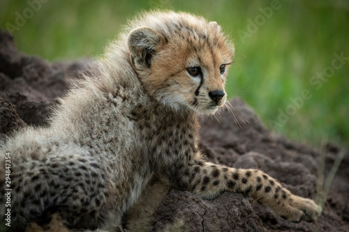 Close-up of cheetah cub atop termite mound