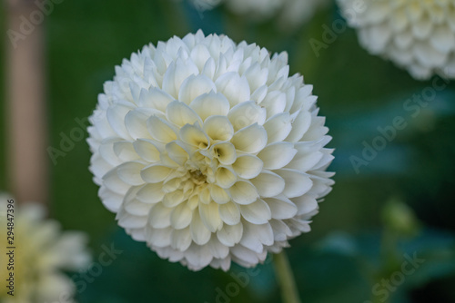 Detailed close up of a beautiful white ball Citrin dahlia flower