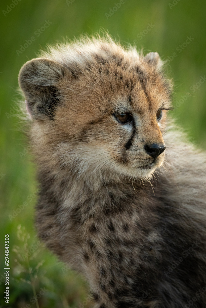 Close-up of cheetah cub sitting looking right Close-up of cheetah cub sitting looking right