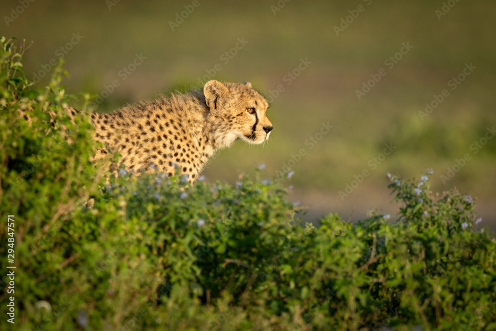 Close-up of cheetah cub standing behind bushes Close-up of cheetah cub standing behind bushes