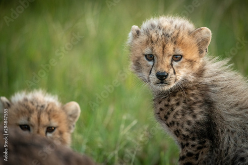 Close-up of cheetah cub sitting with another