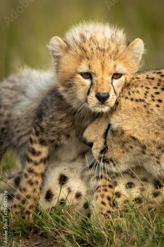 Close-up of cheetah cub standing nuzzling mother
