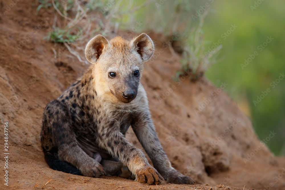 Hyena pup at the den with sunrise in Sabi Sands Game Reserve in South Africa Hyena pup at the den with sunrise in Sabi Sands Game Reserve in South Africa