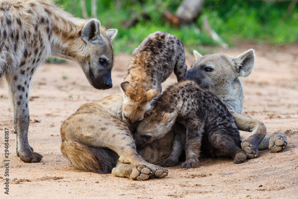 Hyena mothers with pup at the den with sunrise in Sabi Sands Game Reserve in South Africa Hyena mothers with pup at the den with sunrise in Sabi Sands Game Reserve in South Africa