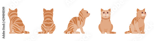 Ginger Tabby Cat sitting. Active healthy kitten with orange, red, and yellow-colored fur, cute funny pet. Vector flat style cartoon illustration isolated on white background, different views