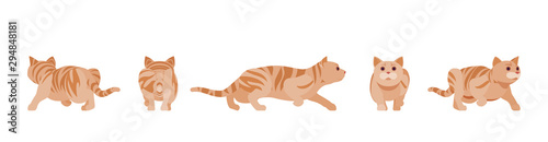 Ginger Tabby Cat sneaking and stalking. Active healthy kitten with orange, red, yellow-colored fur, cute funny pet. Vector flat style cartoon illustration isolated on white background, different views