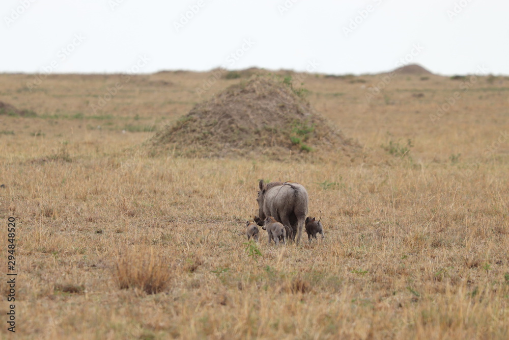 Fototapeta premium Warthog mom and her babies in the savannah.