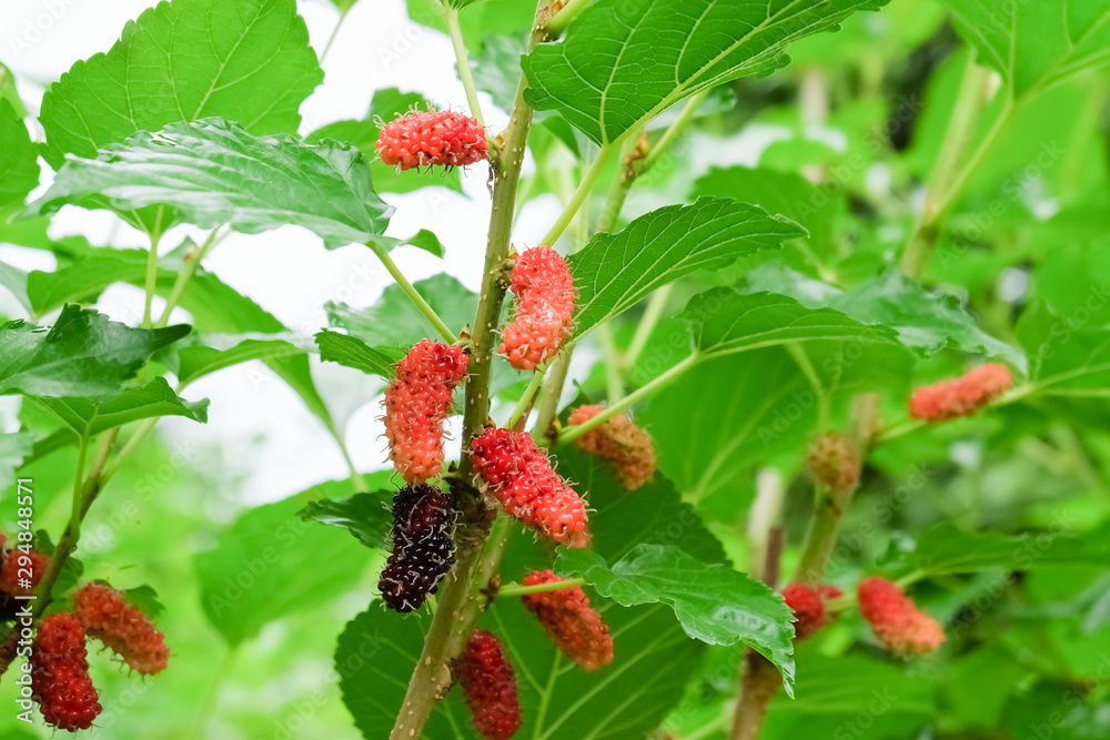 Mulberry fruits on tree, Mulberry with very useful for the treatment and protect of various diseases, Organic fresh, ripe fruit. Mulberry fruits on tree, Mulberry with very useful for the treatment and protect of various diseases, Organic fresh, ripe fruit.