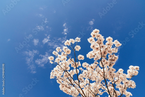 White trumpet tree under a blue sky.