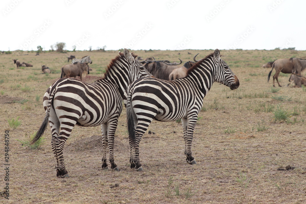 Fototapeta premium Group of zebras in the savannah.
