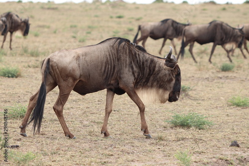 Wildebeest in the savannah  Masai Mara National Park  Kenya.