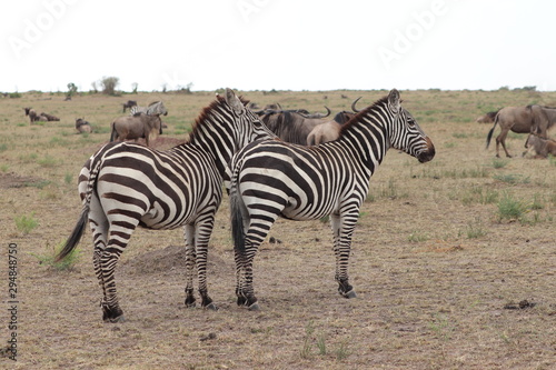 Group of zebras in the savannah.