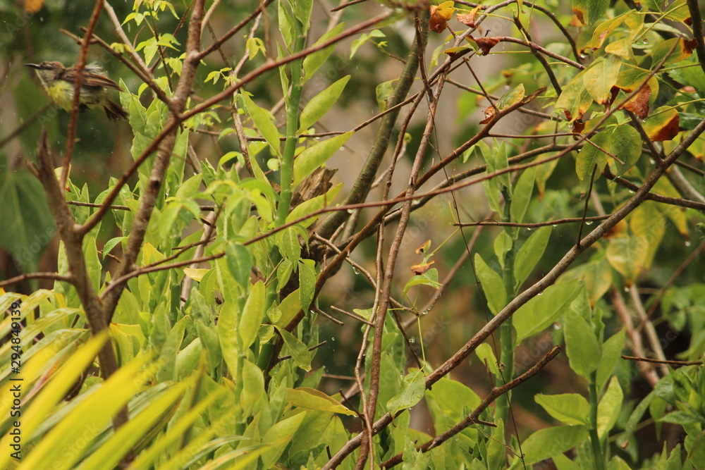 myna Bird sitting / flying in the raining day myna Bird sitting / flying in the raining day