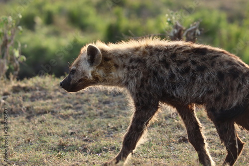 Spotted hyena in the savannah, Masai Mara National Park, Kenya. © Marie