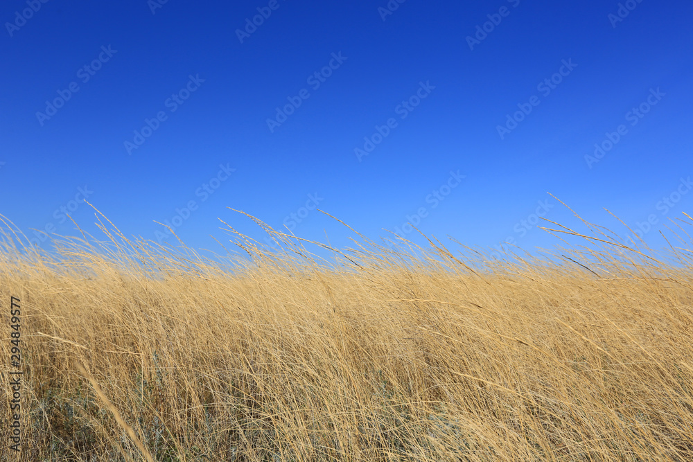 dry grass under sky