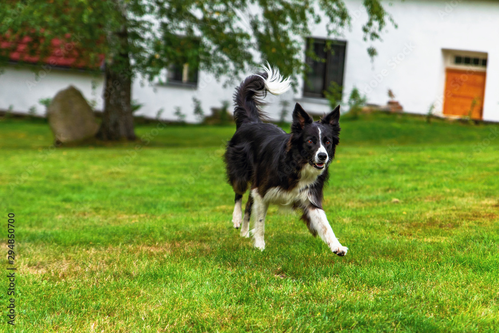 Border collie runs through garden. Border collie runs through garden.