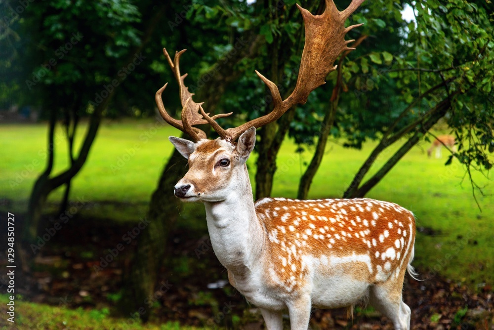 Fallow deer. Fallow deer.